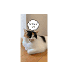 猫好きのスタンプmaru（個別スタンプ：34）