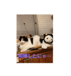 猫好きのスタンプmaru（個別スタンプ：36）