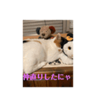 猫好きのスタンプmaru（個別スタンプ：37）