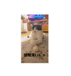 猫好きのスタンプmaru（個別スタンプ：38）