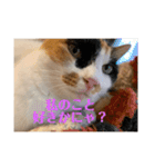 猫好きのスタンプmaru（個別スタンプ：39）