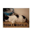 猫好きのスタンプmaru（個別スタンプ：40）