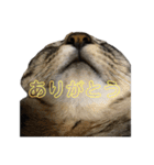 うちの「ふな」（個別スタンプ：4）