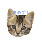 うちの「ふな」（個別スタンプ：6）