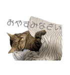 うちの「ふな」（個別スタンプ：8）