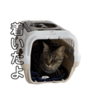 うちの「ふな」（個別スタンプ：9）