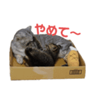 うちの「ふな」（個別スタンプ：12）