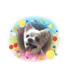 Here is pucchi（個別スタンプ：1）