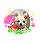 Here is pucchi（個別スタンプ：2）