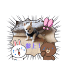 Here is pucchi（個別スタンプ：7）