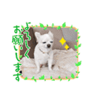 Here is pucchi（個別スタンプ：9）