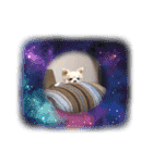 Here is pucchi（個別スタンプ：10）