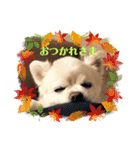 Here is pucchi（個別スタンプ：11）