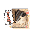 Here is pucchi（個別スタンプ：13）