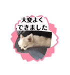 Here is pucchi（個別スタンプ：14）