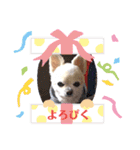 Here is pucchi（個別スタンプ：15）
