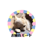Here is pucchi（個別スタンプ：20）