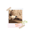Here is pucchi（個別スタンプ：21）