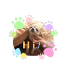 Here is pucchi（個別スタンプ：22）
