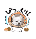 Here is pucchi（個別スタンプ：23）