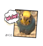 インコぷくこのきまぐれスタンプ（個別スタンプ：1）