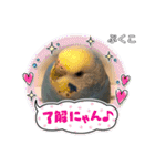 インコぷくこのきまぐれスタンプ（個別スタンプ：2）