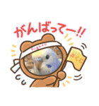 インコぷくこのきまぐれスタンプ（個別スタンプ：3）