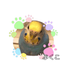 インコぷくこのきまぐれスタンプ（個別スタンプ：4）