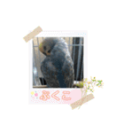 インコぷくこのきまぐれスタンプ（個別スタンプ：5）