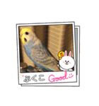 インコぷくこのきまぐれスタンプ（個別スタンプ：7）