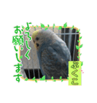 インコぷくこのきまぐれスタンプ（個別スタンプ：8）