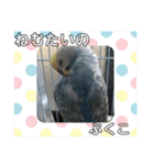 インコぷくこのきまぐれスタンプ（個別スタンプ：9）