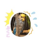 インコぷくこのきまぐれスタンプ（個別スタンプ：19）