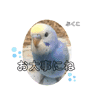 インコぷくこのきまぐれスタンプ（個別スタンプ：22）