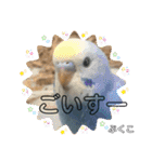 インコぷくこのきまぐれスタンプ（個別スタンプ：23）