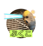 インコぷくこのきまぐれスタンプ（個別スタンプ：24）