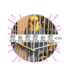 インコぷくこのきまぐれスタンプ（個別スタンプ：26）