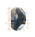 インコぷくこのきまぐれスタンプ（個別スタンプ：27）