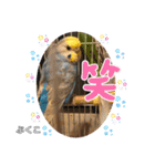 インコぷくこのきまぐれスタンプ（個別スタンプ：28）