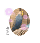 インコぷくこのきまぐれスタンプ（個別スタンプ：31）