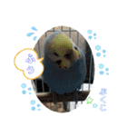 インコぷくこのきまぐれスタンプ（個別スタンプ：32）