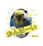 インコぷくこのきまぐれスタンプ（個別スタンプ：34）