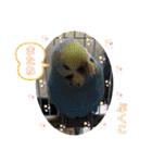 インコぷくこのきまぐれスタンプ（個別スタンプ：35）