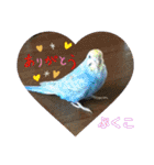 インコぷくこのきまぐれスタンプ（個別スタンプ：36）