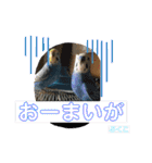 インコぷくこのきまぐれスタンプ（個別スタンプ：37）