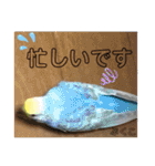 インコぷくこのきまぐれスタンプ（個別スタンプ：39）