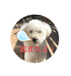 スノーウィー②（個別スタンプ：12）