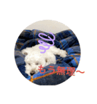スノーウィー②（個別スタンプ：13）