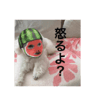 スノーウィー②（個別スタンプ：14）
