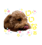きっさん＆ふうさん（個別スタンプ：17）